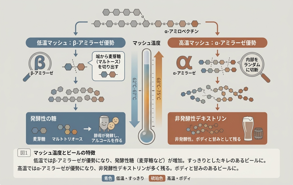 低いマッシュ温度ほどβ-アミラーゼが優勢になり発酵性の糖が増え、高い温度ほどα-アミラーゼが優勢になり非発酵性のデキストリンが増えることを示す図
