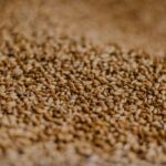 ビールの土台をつくるモルト（麦芽）｜デンプン源・酵素・色と風味を決める原料の基礎